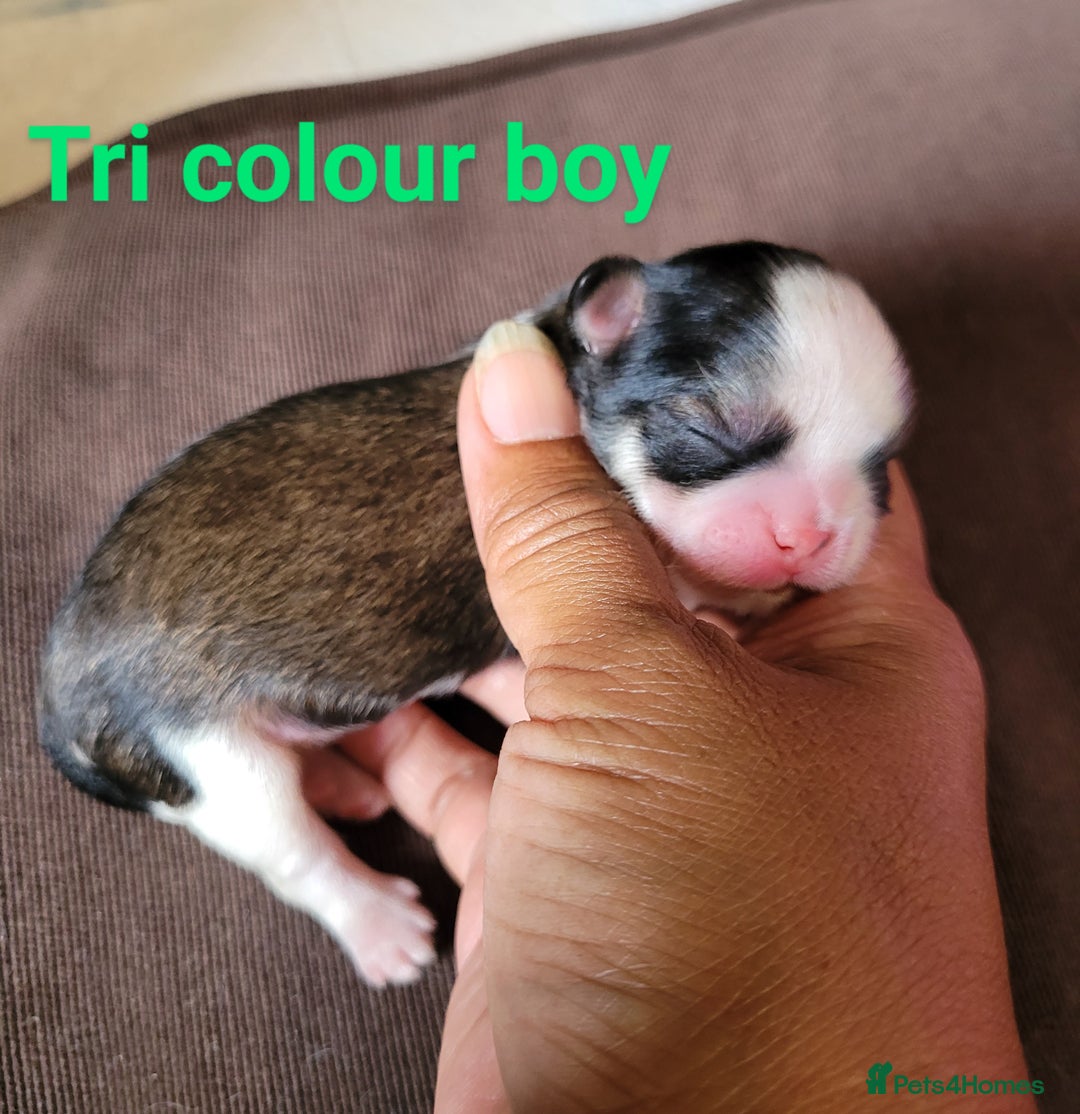 Shih Tzu dogs for sale: Adorable Tiny Imperial ShihTzu  - Image 11