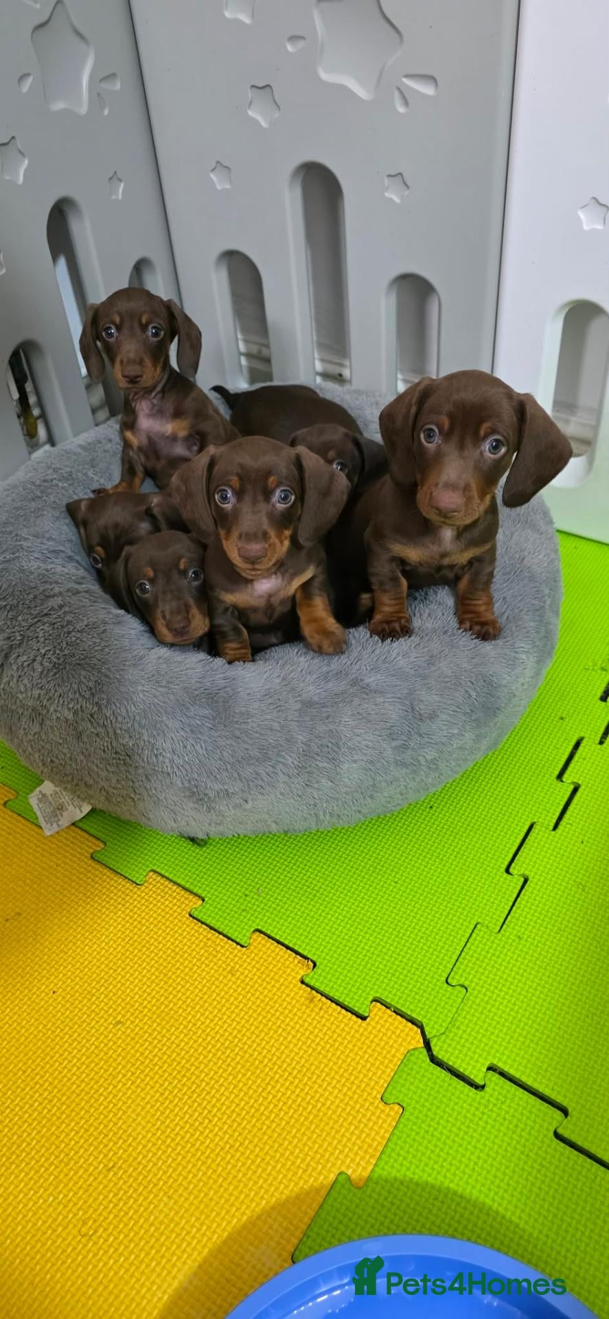 Miniature Dachshund dogs Miniature dachshund puppies  - Advert 1