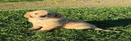 Golden Retriever dogs for sale: Beautiful Purebred golden retriever puppies - Advert 8