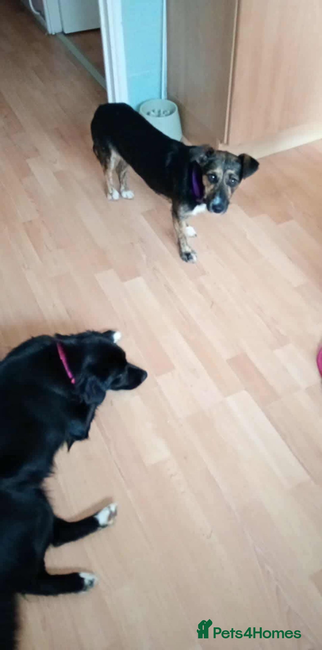 Mixed Breed dogs for adoption: Lovely Lizi - Image 3