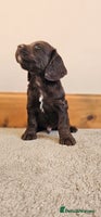 Cocker Spaniel dogs - Advert 1