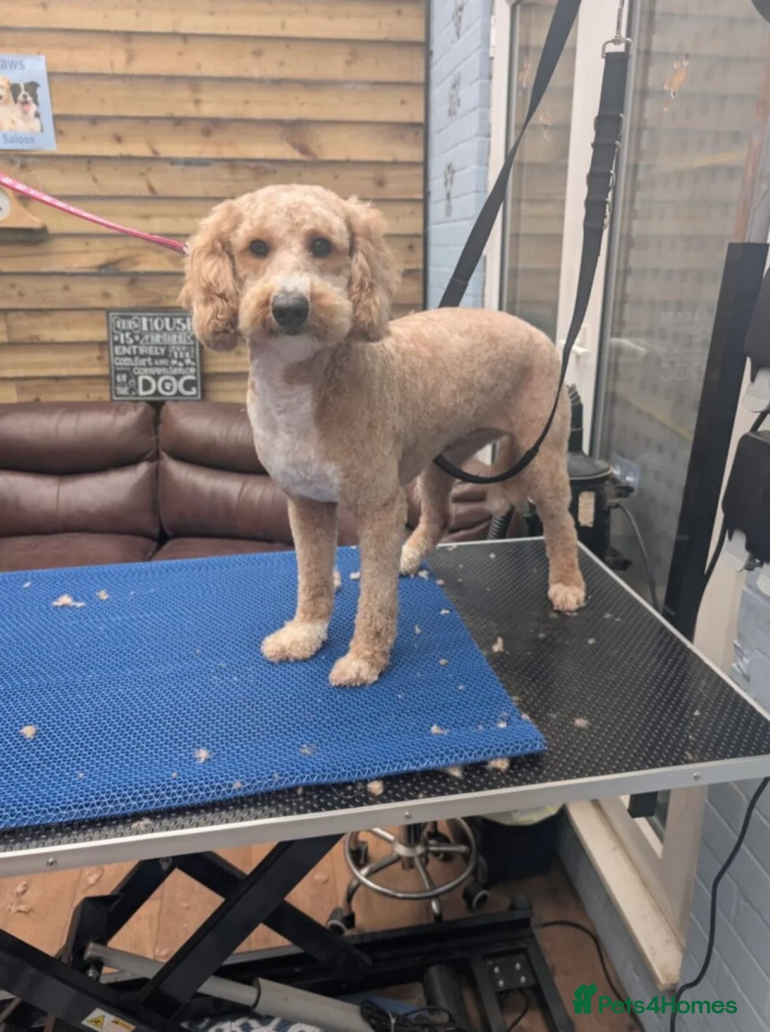 Mixed Breed dogs for sale: Goldendoodle x Cockapoo Puppies (Double Doodles) - Advert 11