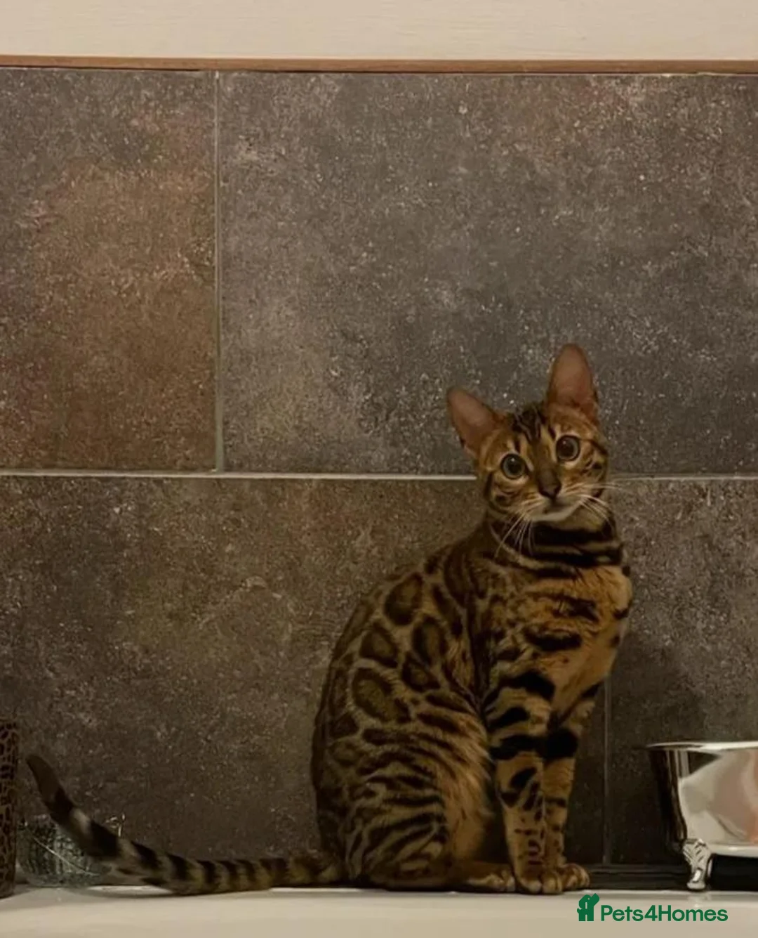Bengal cats for sale: ❤️ Stunning Purebred TICA-Registered Bengal Female - Advert 1