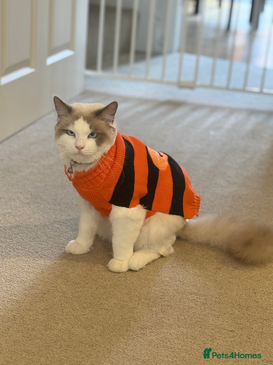 Ragdoll cats for sale: Beautiful Ragdoll  - Image 2