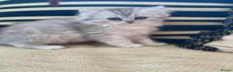 Persian cats for sale: Pedigree Persian chinchillas  - Advert 3