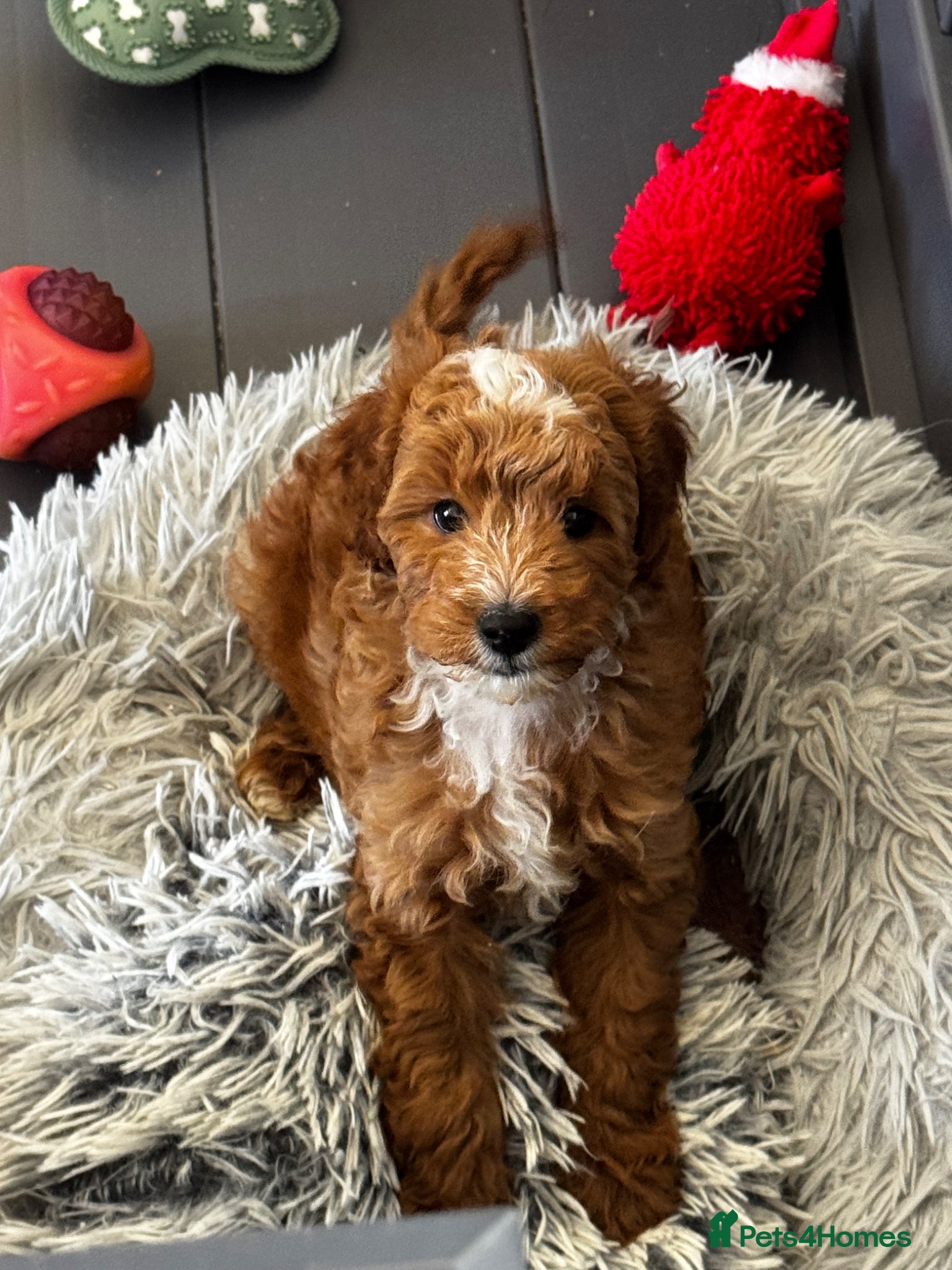 Cavapoo dogs Adorable Cavapoo pups *ready now* - Advert 1