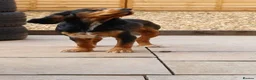 Cocker Spaniel dogs for sale: 2yr old male tri-colour cocker spaniel  - Advert 6
