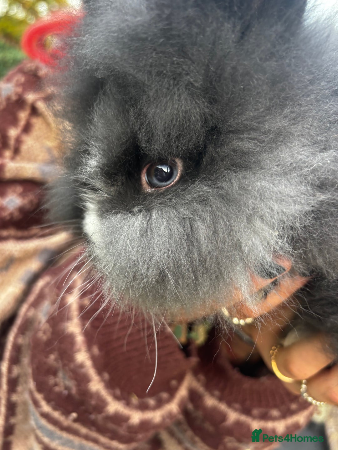 Mini Lion Lop rabbits for sale: Bunny’s !! - Image 6