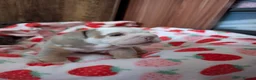 Mixed Breed dogs for sale: New English bulldog  in Perth - Advert 8