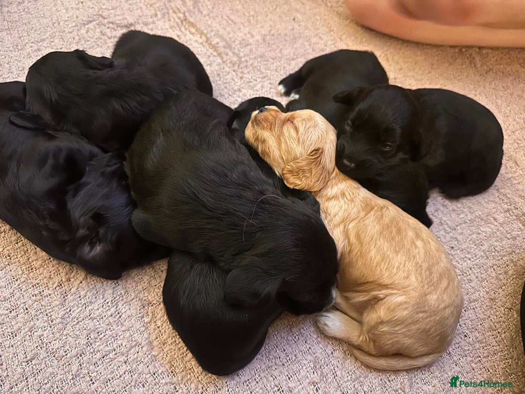 Mixed Breed dogs for sale: Beautiful Labradoodle x Cocker Spaniel Puppies - Advert 5