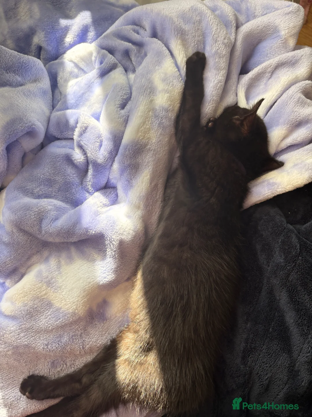 Domestic Shorthair cats for sale: Kimchi - Advert 3