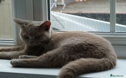 British Shorthair cats for sale: britsh short hair kittens  in Orpington - Image 25