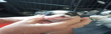 Chihuahua 2