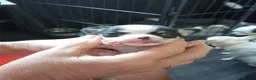 Chihuahua dogs for sale: Chihuahua puppies - Advert 21