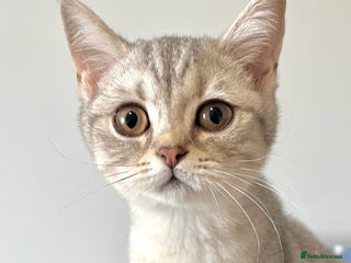 British Shorthair cats Blue Silver Spotted Tabby British Shorthair Female - Advert 1