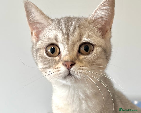 British Shorthair cats Blue Silver Spotted Tabby British Shorthair Female - Advert 1