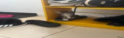 Mixed Breed cats for sale: Kittens - Advert 13