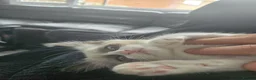 Ragdoll cats for sale: 2 ragdolls - Advert 4