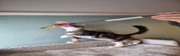 Maine Coon cats for sale: Tica!! Amazing kittens - Advert 8