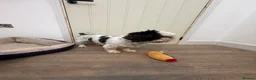 Shih Tzu dogs for sale: Beautiful Shih Tzu Puppies – 2 Boys & 1 Girl 🐶 in Stevenage - Advert 3