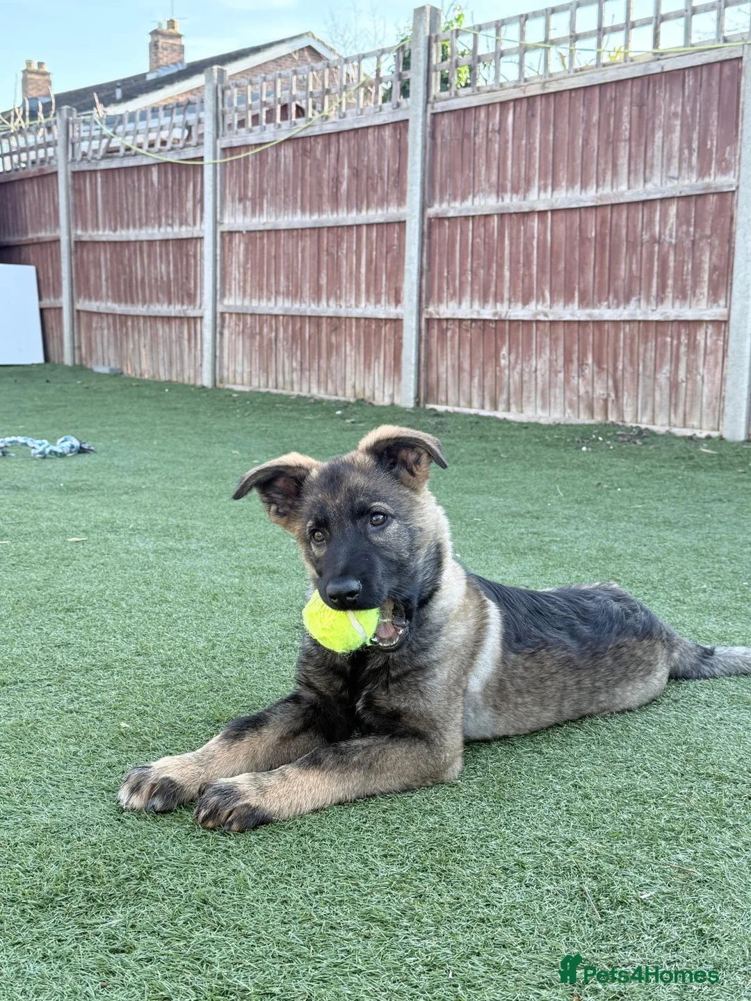 German Shepherd dogs for sale: Beautiful German Shepherd Puppy Male - Advert 5