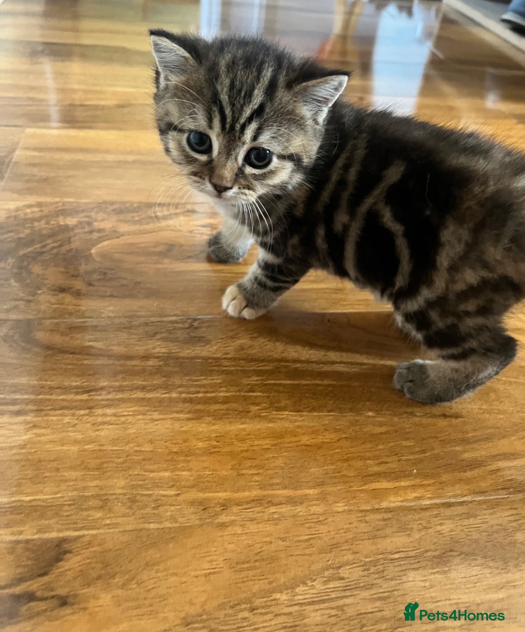 Mixed Breed cats  Beautiful Scottish Straight Cross Girl - Advert 15