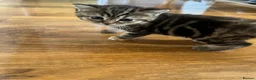 Mixed Breed cats for sale:  Beautiful Scottish Straight Cross Girl in Northampton - Advert 1