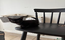 British Shorthair cats for sale: 3 adorable little black kittens - Image 4