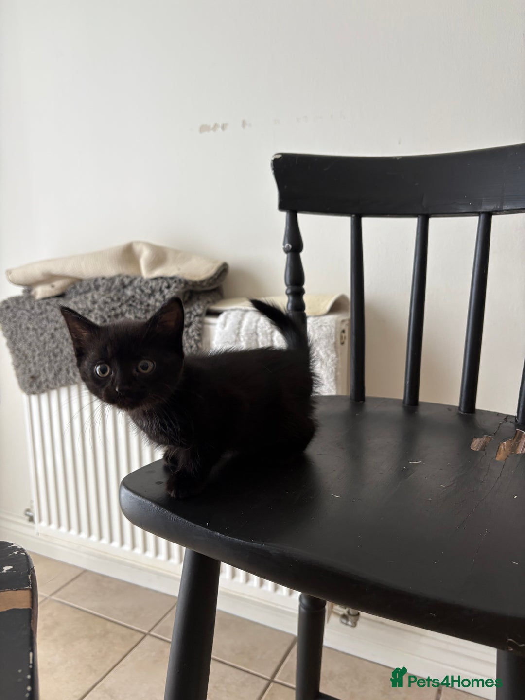 British Shorthair cats for sale: 3 adorable little black kittens - Image 4