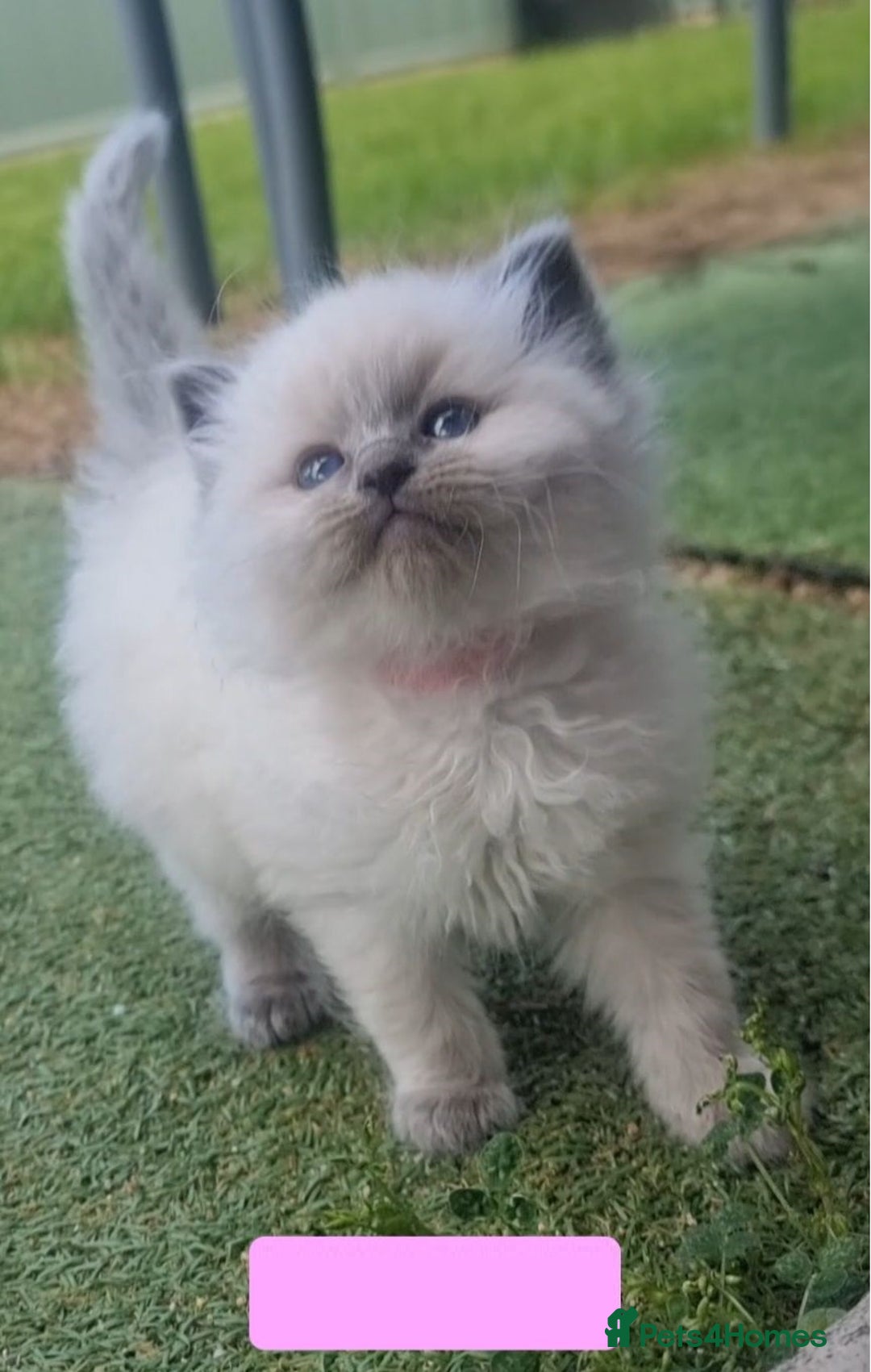 Ragdoll cats for sale: Healthy fluffy Ragdolls for sale - Image 2