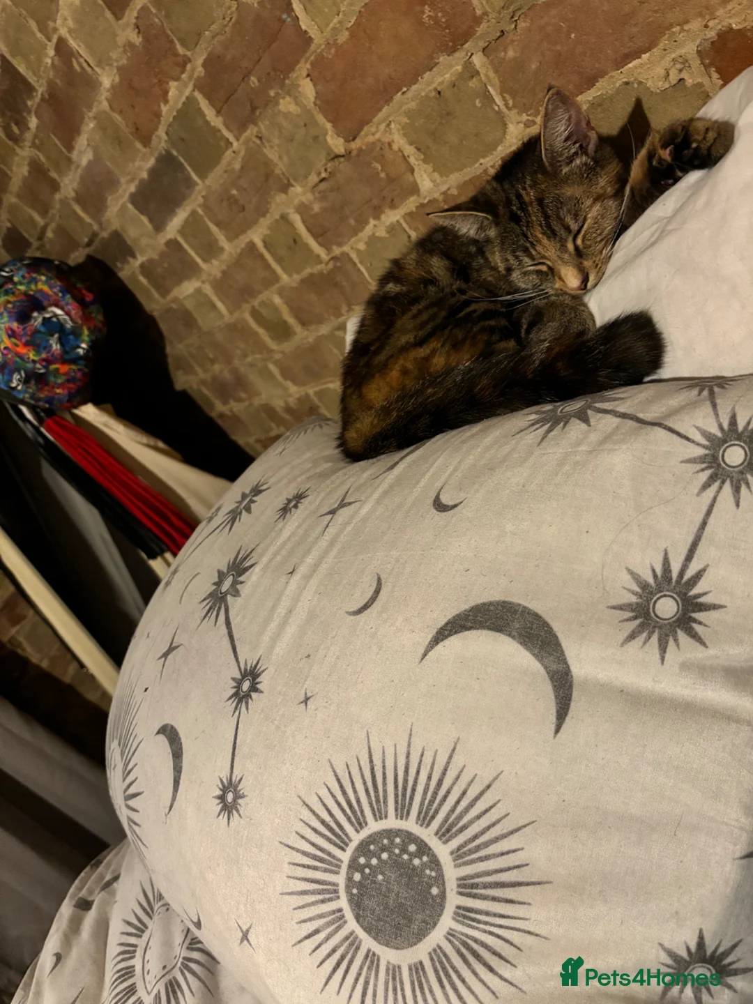Domestic Shorthair cats for sale: 4 Year Old Female Needs a New Home in St. Neots - Advert 5