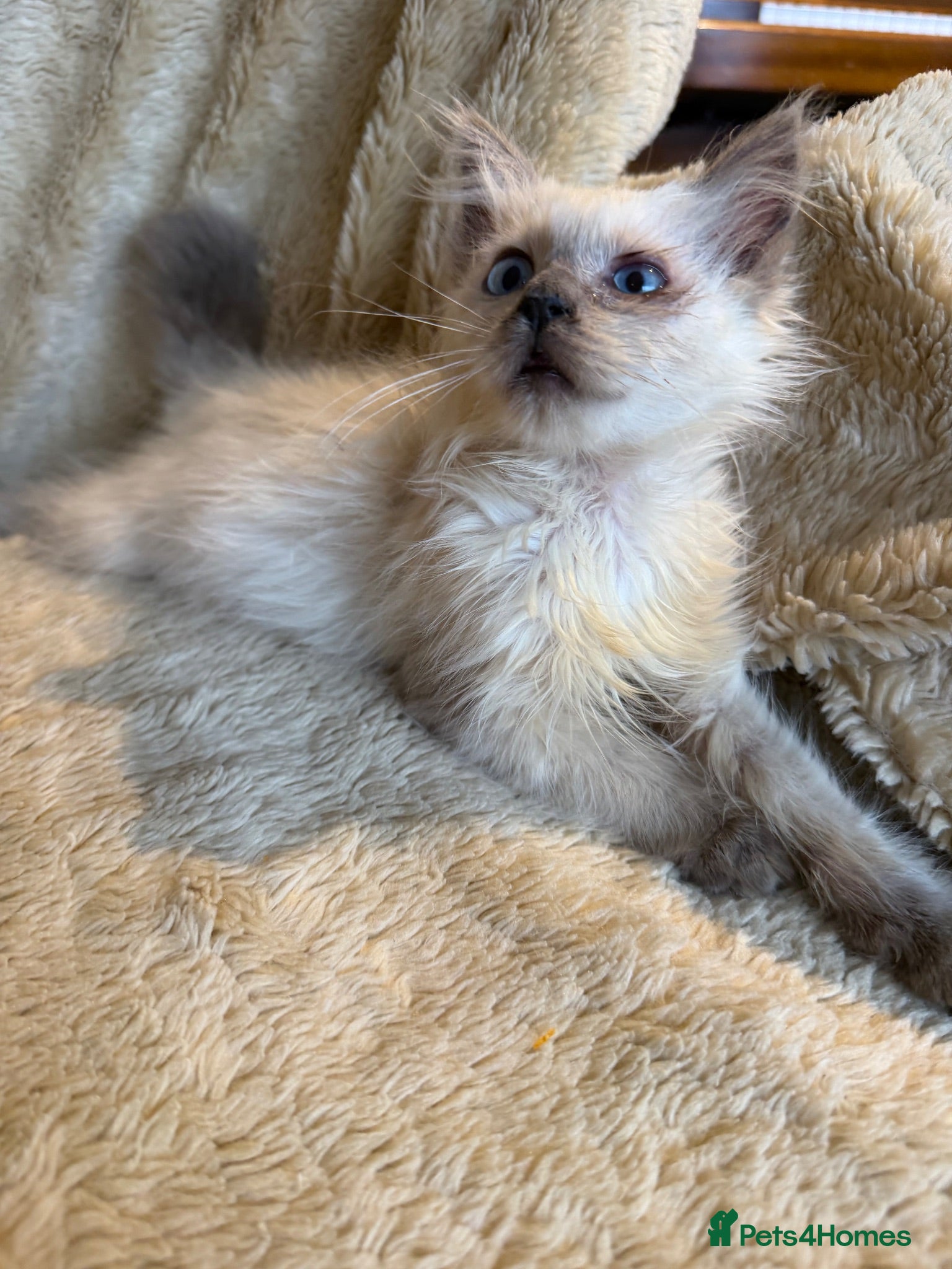 Birman cats Beautiful Male Birman Kitten - Advert 13