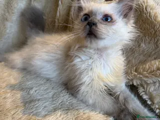 Birman cats Beautiful Male Birman Kitten - Advert 13