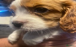 Cavalier King Charles Spaniel dogs for sale: Cavalier King Charles Spaniel Puppies - Image 14