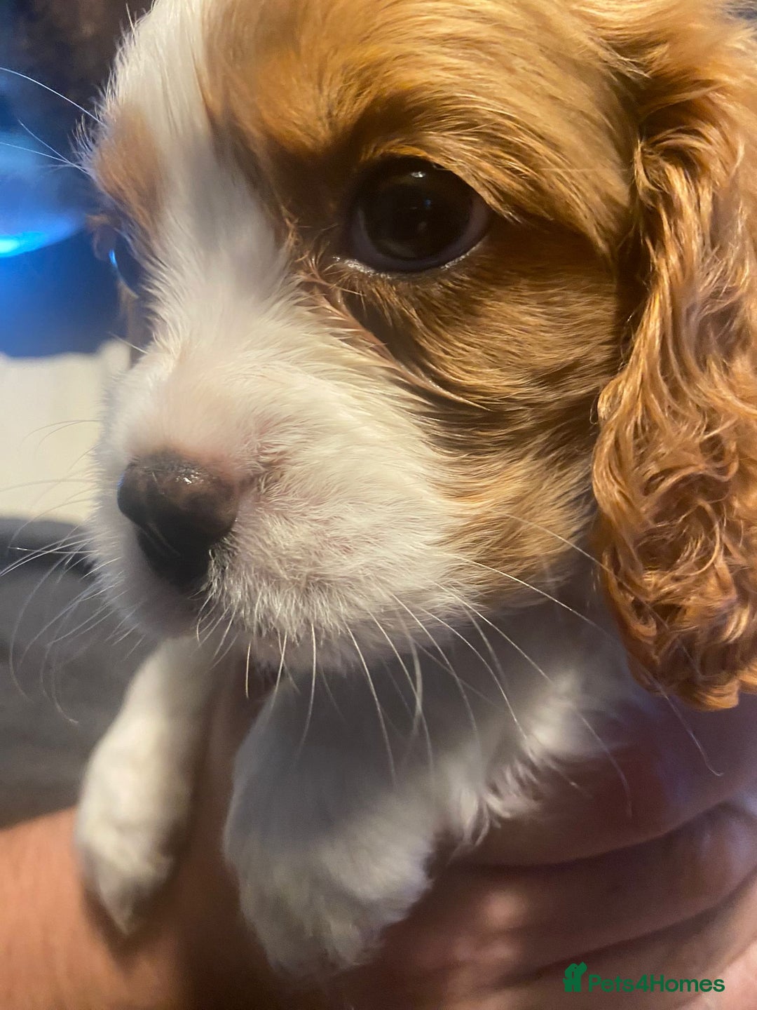 Cavalier King Charles Spaniel dogs for sale: Cavalier King Charles Spaniel Puppies - Image 14
