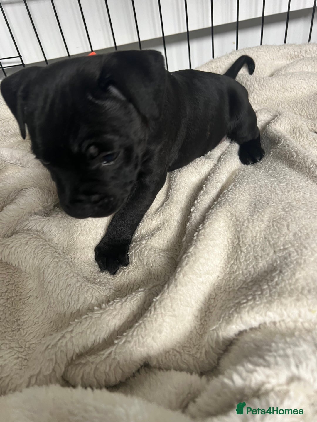 Staffordshire Bull Terrier dogs for sale: LAST ONE🥇VALGLO BLOODLINE SHORT STOCKY STAFFS 🏆 - Image 11