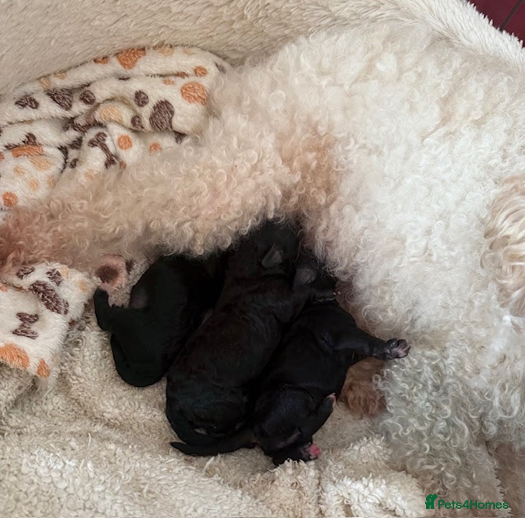 Toy Poodle dogs for sale: Gorgeous Toy poodle pups, 1 boy 2 girls - Advert 5