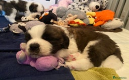 Saint Bernard dogs for sale: Gorgeous Saint Bernard puppies looking for homes - Image 15