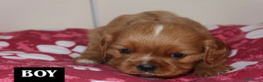 Cavalier King Charles Spaniel Puppy 2