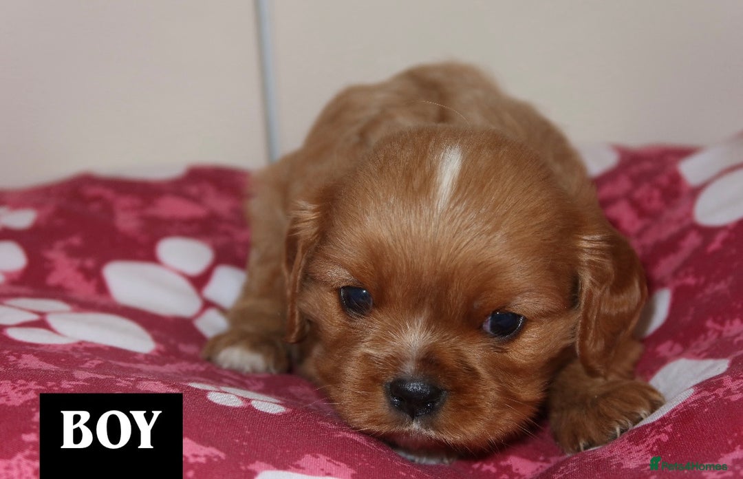 Cavalier King Charles Spaniel dogs for sale: Cavalier King Charles spaniel puppy’s  - Advert 2