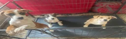 Mixed Breed dogs for sale: Just 2 BOY Pups Left! 💕🎀 - Advert 1