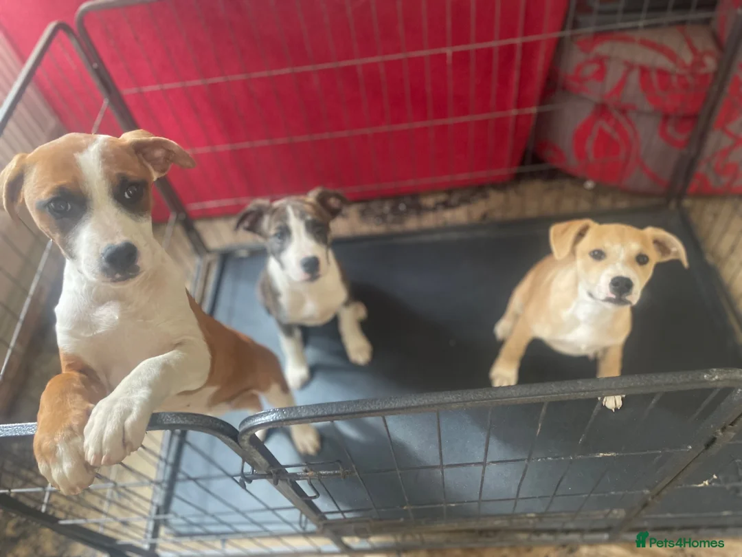 Mixed Breed dogs for sale: Just 2 BOY Pups Left! 💕🎀 - Advert 1