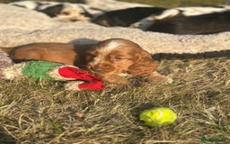 Cocker Spaniel dogs for sale: STUNNING Rizi Bizi sired Cocker puppies DNA Tested - Image 31