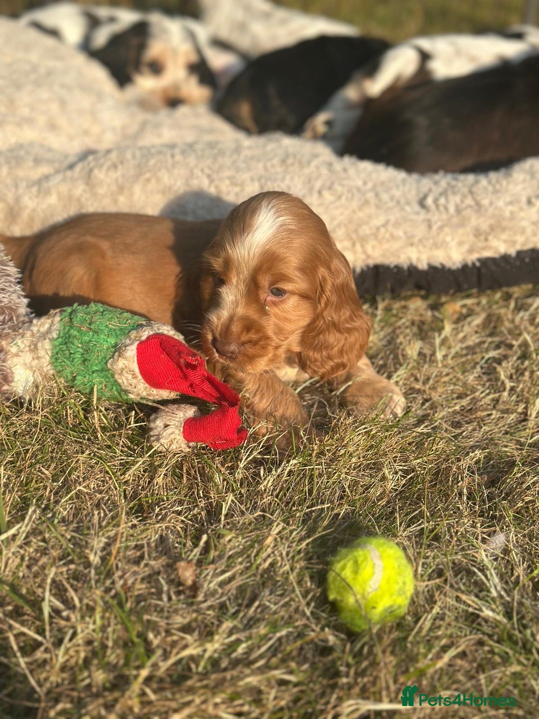 Cocker Spaniel dogs for sale: STUNNING Rizi Bizi sired Cocker puppies DNA Tested - Image 31