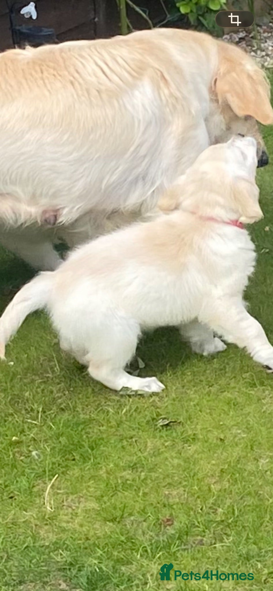 Golden Retriever dogs 2 female KC registered cream  - Advert 2