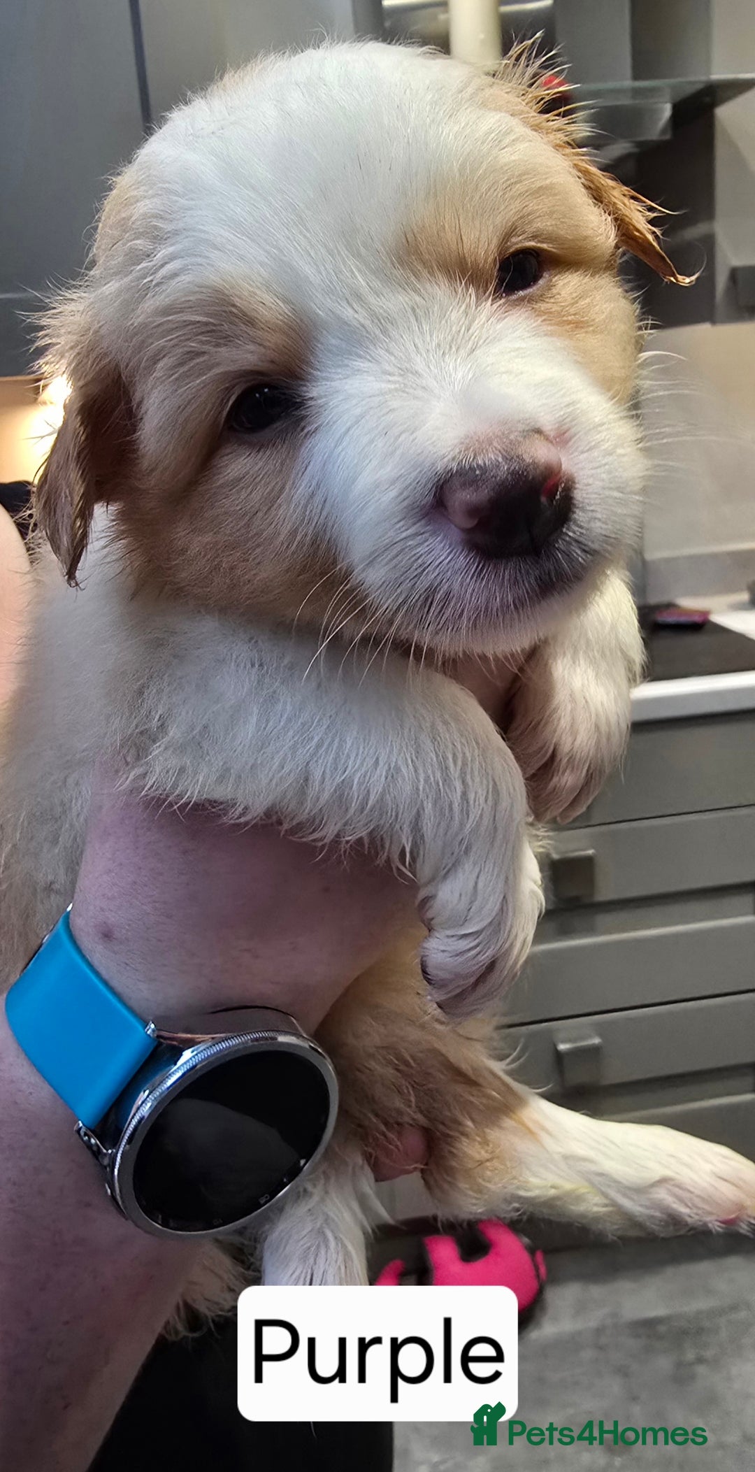 Border Collie dogs for sale: Beautiful EE-Red/Golden Long Haired Border Collies - Advert 23