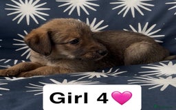 Mixed Breed dogs for sale: Bedlington whippet puppies - Image 26