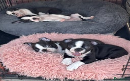 Boston Terrier dogs for sale: KC  Registered 🐕❤️🏠 Puupy 🐕💙🏠Boston Terrier  - Image 6