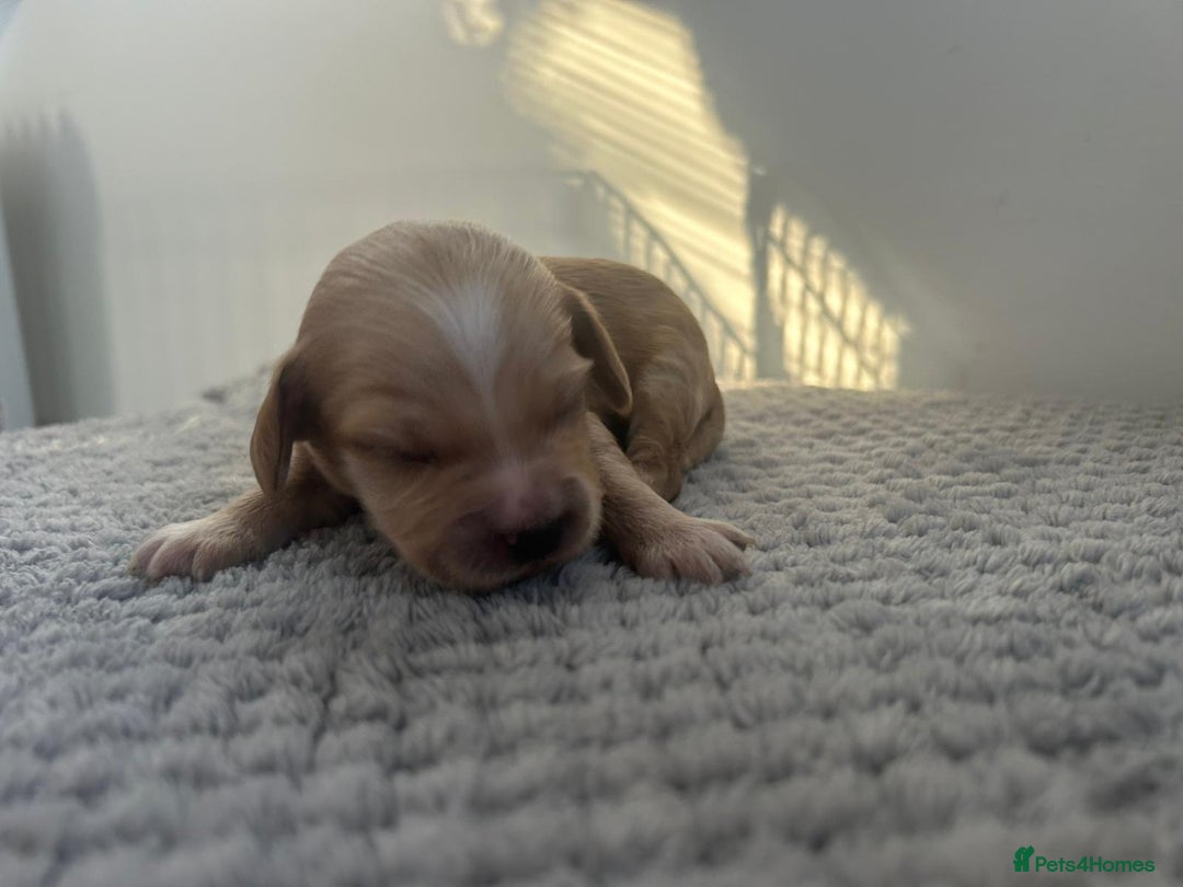 Mixed Breed dogs for sale: Apricot Cockapoo puppies ready to leave 6th march  - Advert 24