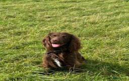 Cocker Spaniel dogs for sale: Working Cocker Spaniel  - Image 1
